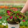 Coleus – French Quarter – 6.5″ Pot
